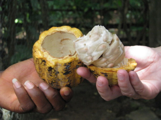 05 Pour Deguster Le Fruit